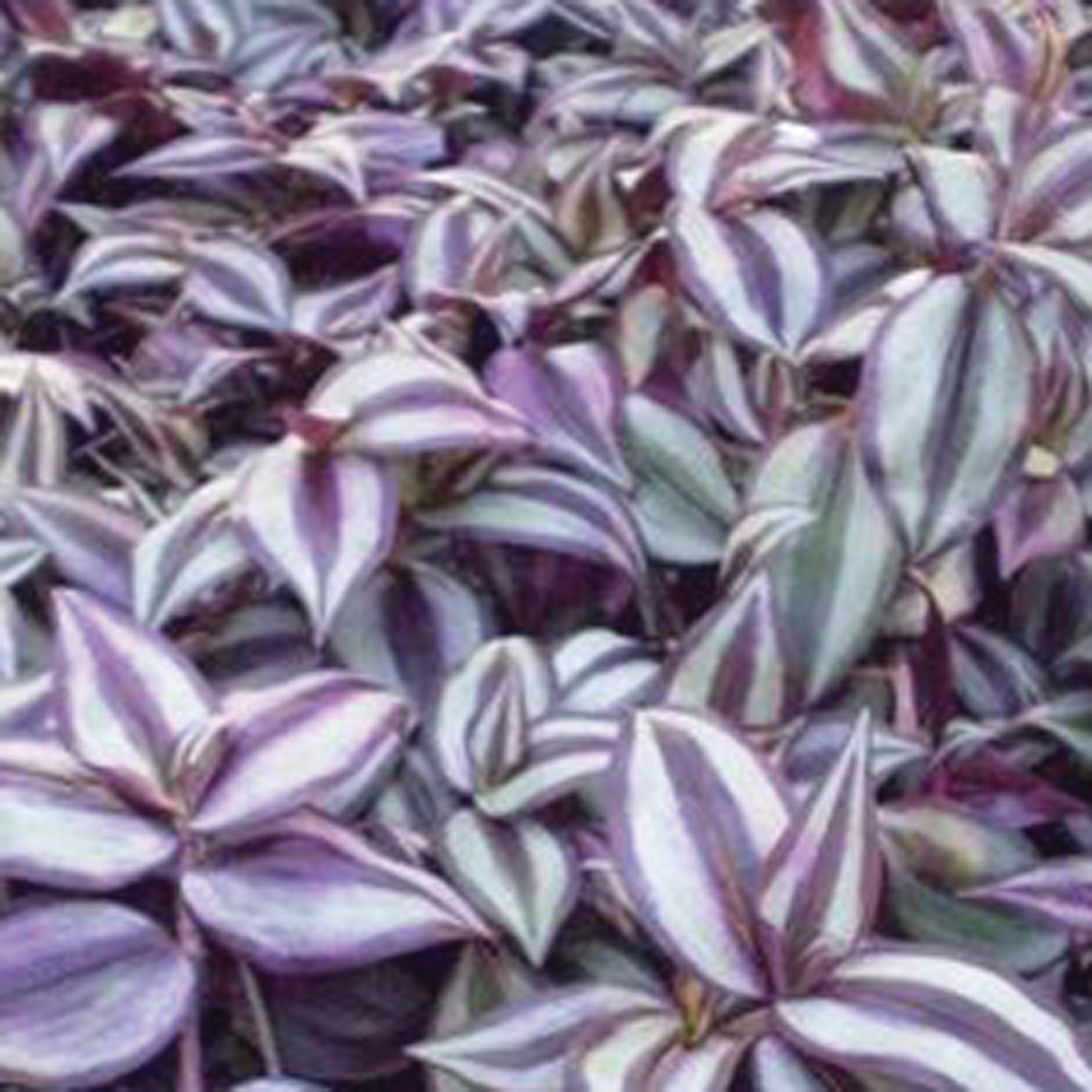 Wandering Jew Walnut Springs Nursery Inc Wandering Jew Walnut Springs Nursery Inc